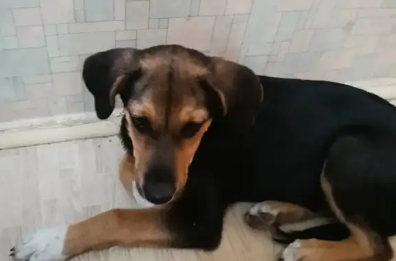 Найдена собака на улице Юлиуса Фучика, 18А