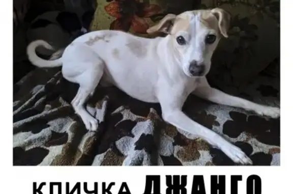 Пропала собака в МО Ленинском округе - Джек (Парсон) Рассел терьер.