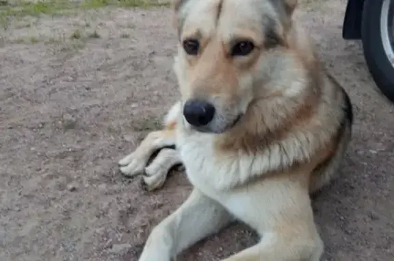 Потерянный пёс без ошейника в Зеленогорске, Санкт-Петербург