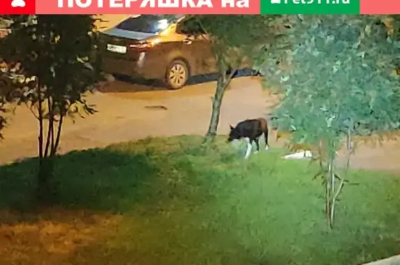 Собака найдена на МЖК в Оренбурге