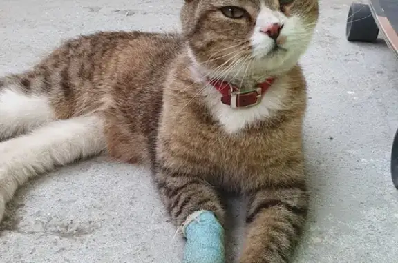 Найдена кошка на Волгоградской, 12 - ищем хозяев