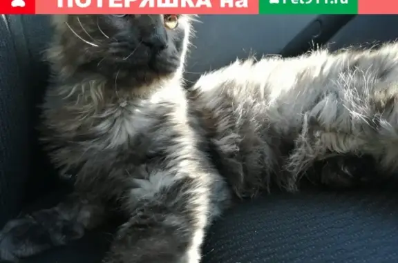 Пропала кошка в Химках, микрорайон Клязьма-Старбеево, квартал Ивакино