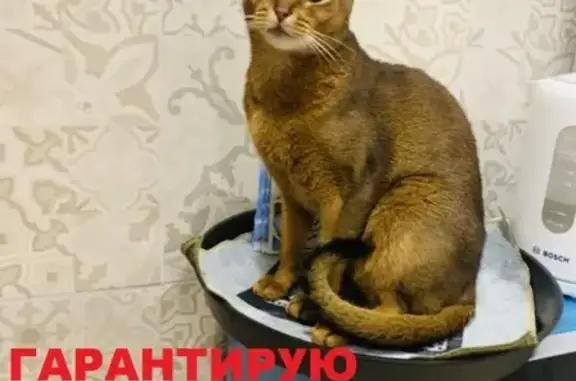 Пропала абиссинская кошка в СНТ Бархатная Роща, Москва