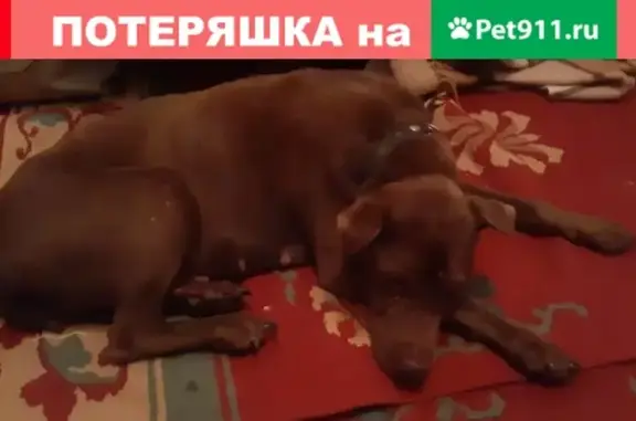 Найдена собака в Кротово, Приозерский район