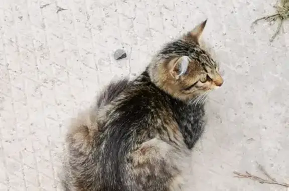 Пропала кошка на ул. Ферганская, д. 19 в Москве