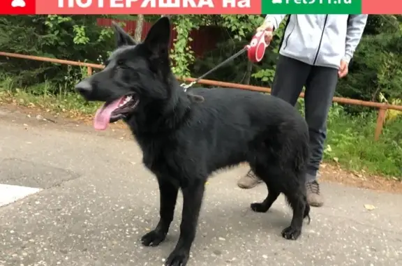 Собака найдена на Чоботовской улице