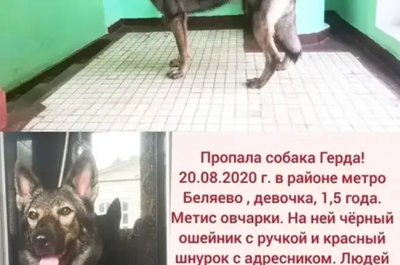 Пропала собака Метис овчарки в районе Беляева, Москва.
