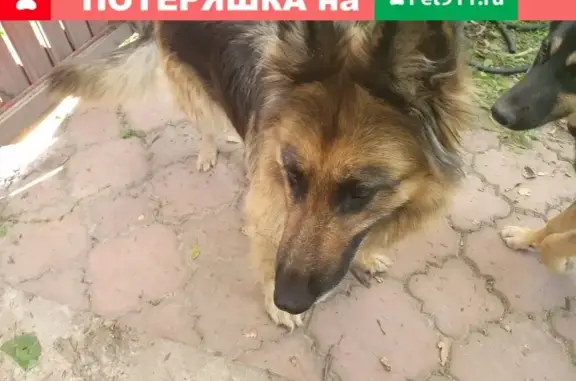 Найдена собака Немецкая овчарка в Московской области (41 символ)