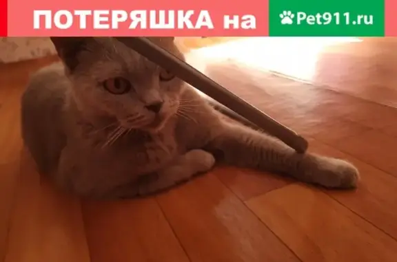 Найдена кошка на улице Воронова, 12 в Красноярске