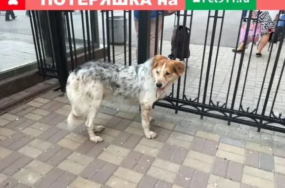 Найдена собака на Московском вокзале