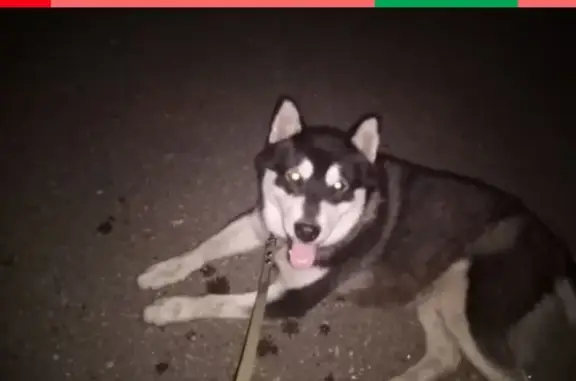 Пропала собака в Уфе, микрорайон Шакша, Восточная улица, 5Б, кв 2