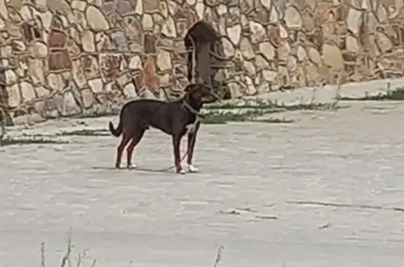 Собака на улице Хорошева, 99