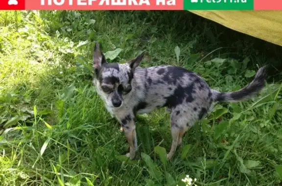 Пропала собака чихуахуа в Одинцовском районе