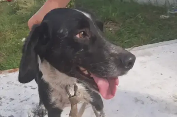 Найдена собака на улице Виражной, Пенза