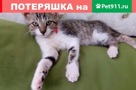 Пропала кошка возле дома №22, ул. Молодежная, Одинцово