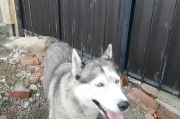 Найдена собака на 18-й Линии, Омск