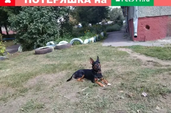 Найден щенок с ошейником возле дома на ул. Исакова, Барнаул