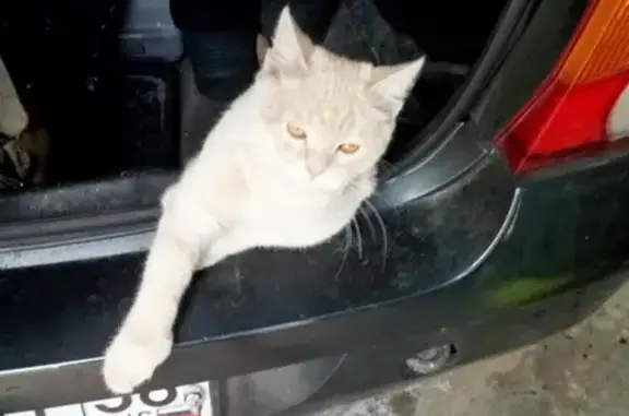 Найден домашний котик на улице Рахманинова 20 в Пензе