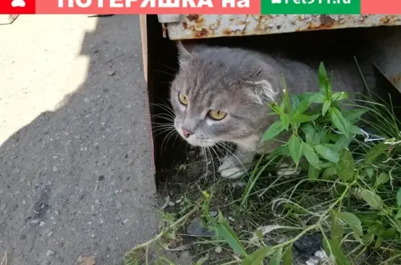 Найден ухоженный кот на ул. Н. Островского в Перми