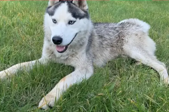 Найдена собака Мальчик в Белозерском районе