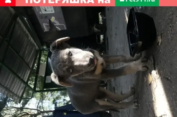 Найден щенок с ошейником на ул. Королёва