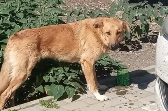 Собака найдена в Анапе с ошейником.