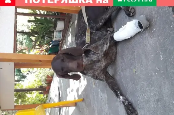 Найдена сука курцхаар возле Приморского парка в Таганроге