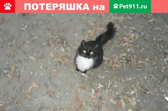 Пропала кошка в Белгороде