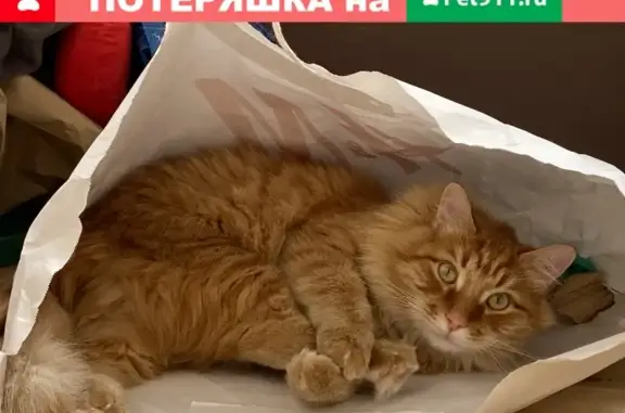 Пропала кошка Симба в СНТ Лесэнерго, Московская область