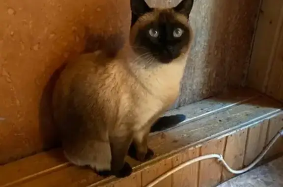 Найдена тайская кошка на даче в Десне