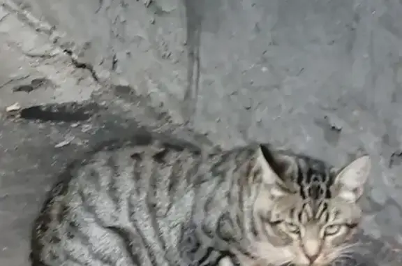 Найдена кошка возле Нагатинского затона