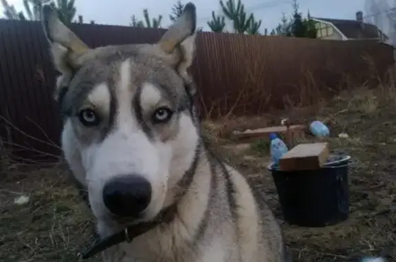 Пропала собака Малыш в Дракино, Московская область