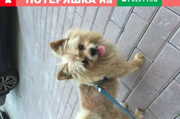 Найдена собака около Жк Суханово Парк, хозяевы просьба отзовитесь