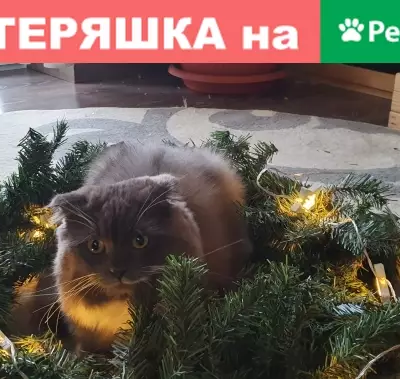 Пропала кошка в Костроме на пр. Мира, 75
