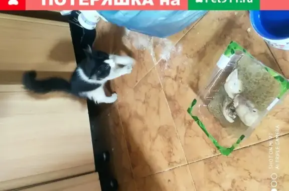 Найдена котенка на ул. Баумана, Волгоград