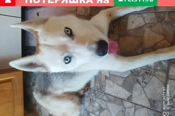 Найдена собака Лайка в Белгороде