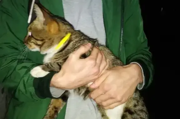 Найдена кошка с желтым ошейником в Ижевске
