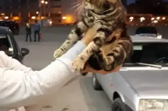 Найдена домашняя кошка на ул. Цюрупы в Уфе