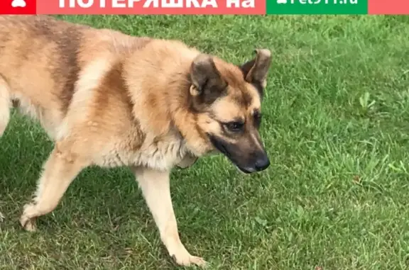 Собака в Приморском районе, СПб.
