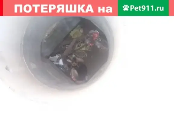 Найдена собака в Волгограде, ищем хозяина
