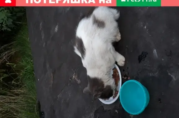 Найдена кошка на ул. Ленина, Красногорск