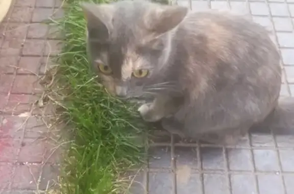 Найдена кошка в Кохме, ищем хозяев
