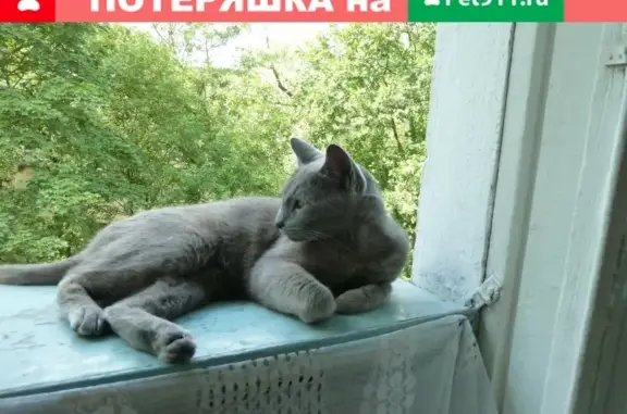Кошки потеряшки, Санкт-Петербург, фото: Потеряшка кошка Кузя на ул. Пограничника Гарькавого, 35,к.2