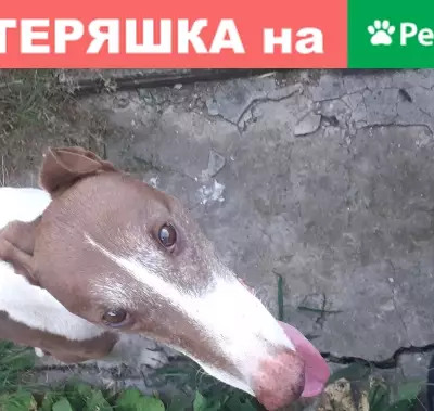 Собака борзая найдена в Зернограде, приучена к машине.