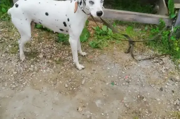 Умная собака ищет хозяев в Чехове