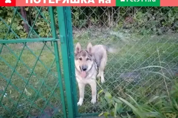 Пропала собака в Высокогорском районе