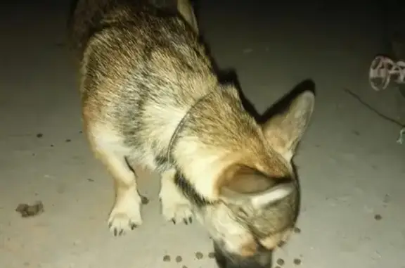 Найден щенок в Камызяке с ошейником