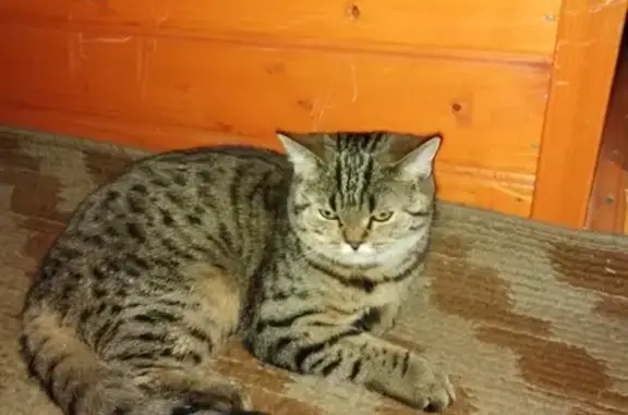 Пропала кошка Буся в ДСК Колос, деревня Митькино