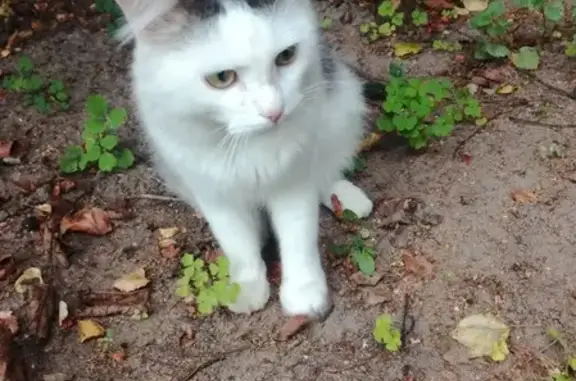 Найдена кошка на ул. Сакко и Ванцетти в Малаховке