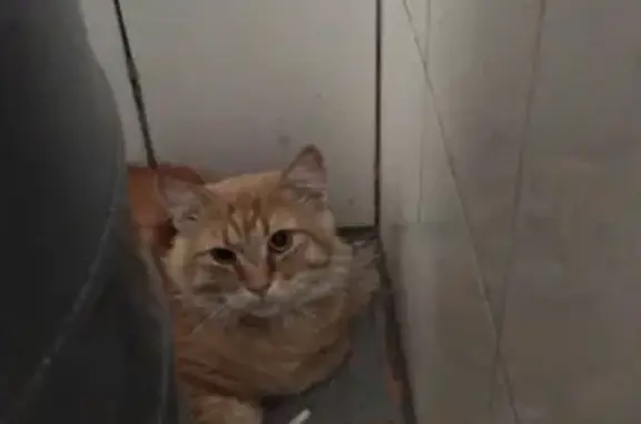 Найдена кошка на улице Красного Маяка, 3 в Москве